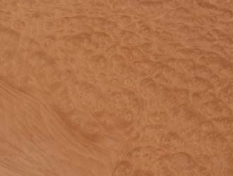 burr maple close up