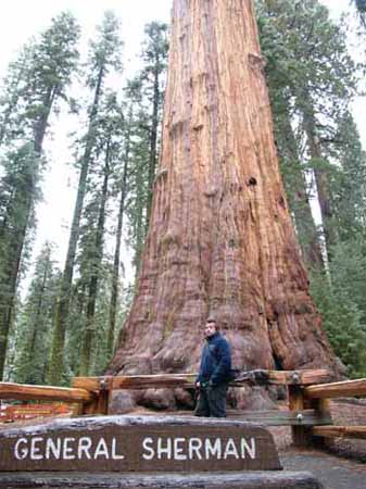 biggest tree in the world
